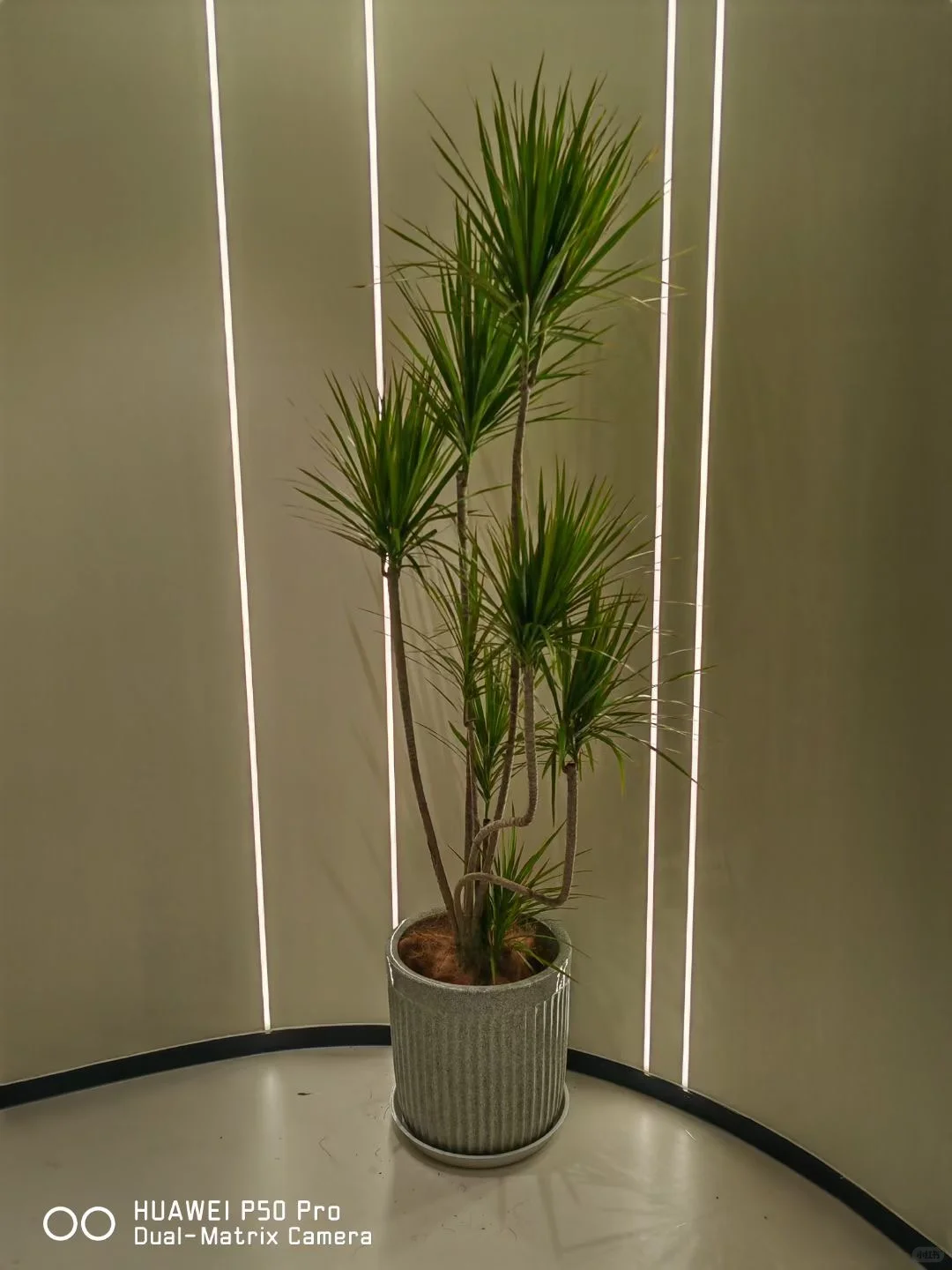 ?神仙办公区高颜值/北京绿植租摆