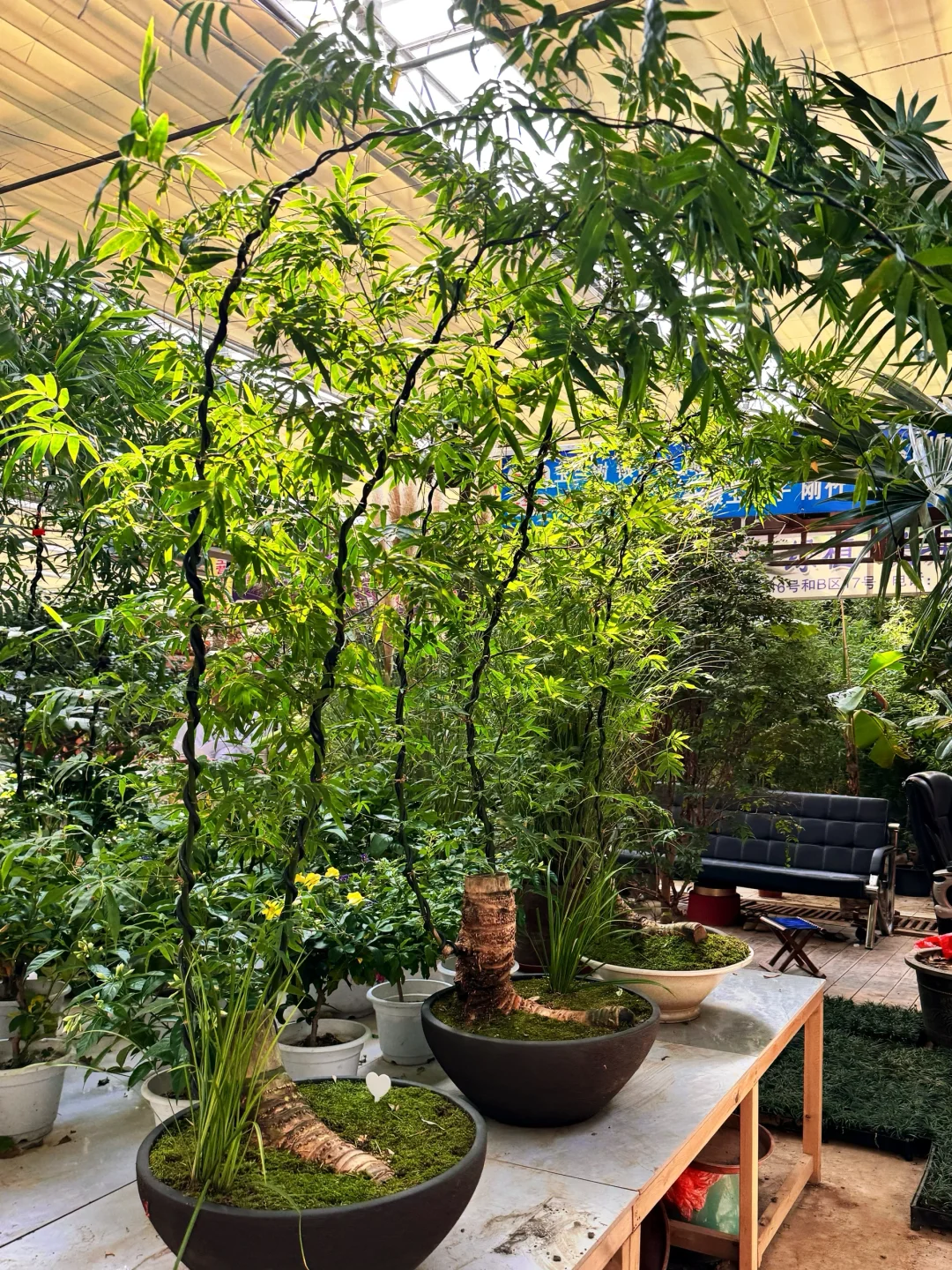 去张庄富莱花卉大市场淘花了