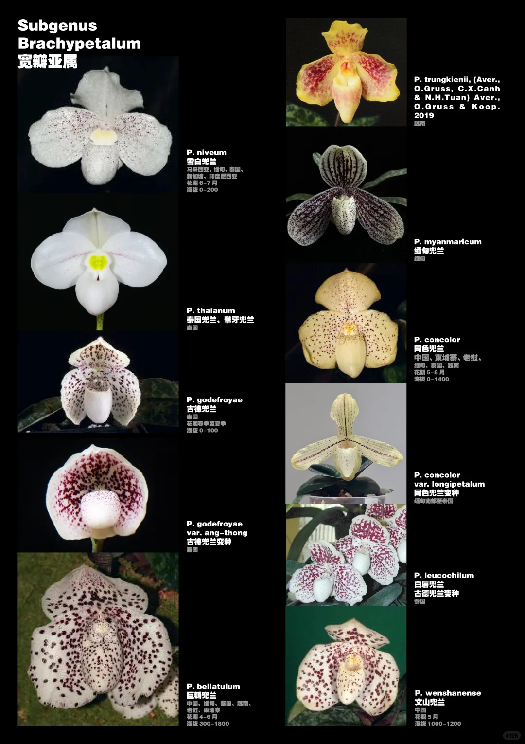 兜兰属植物物种分类图鉴