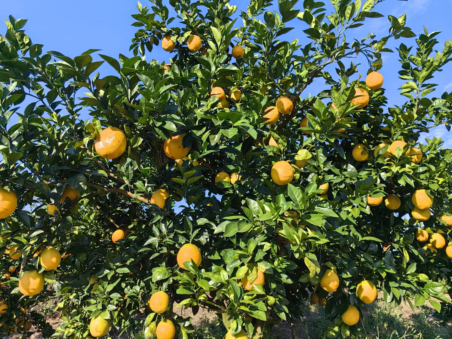 赣南脐橙大丰收，果园直供