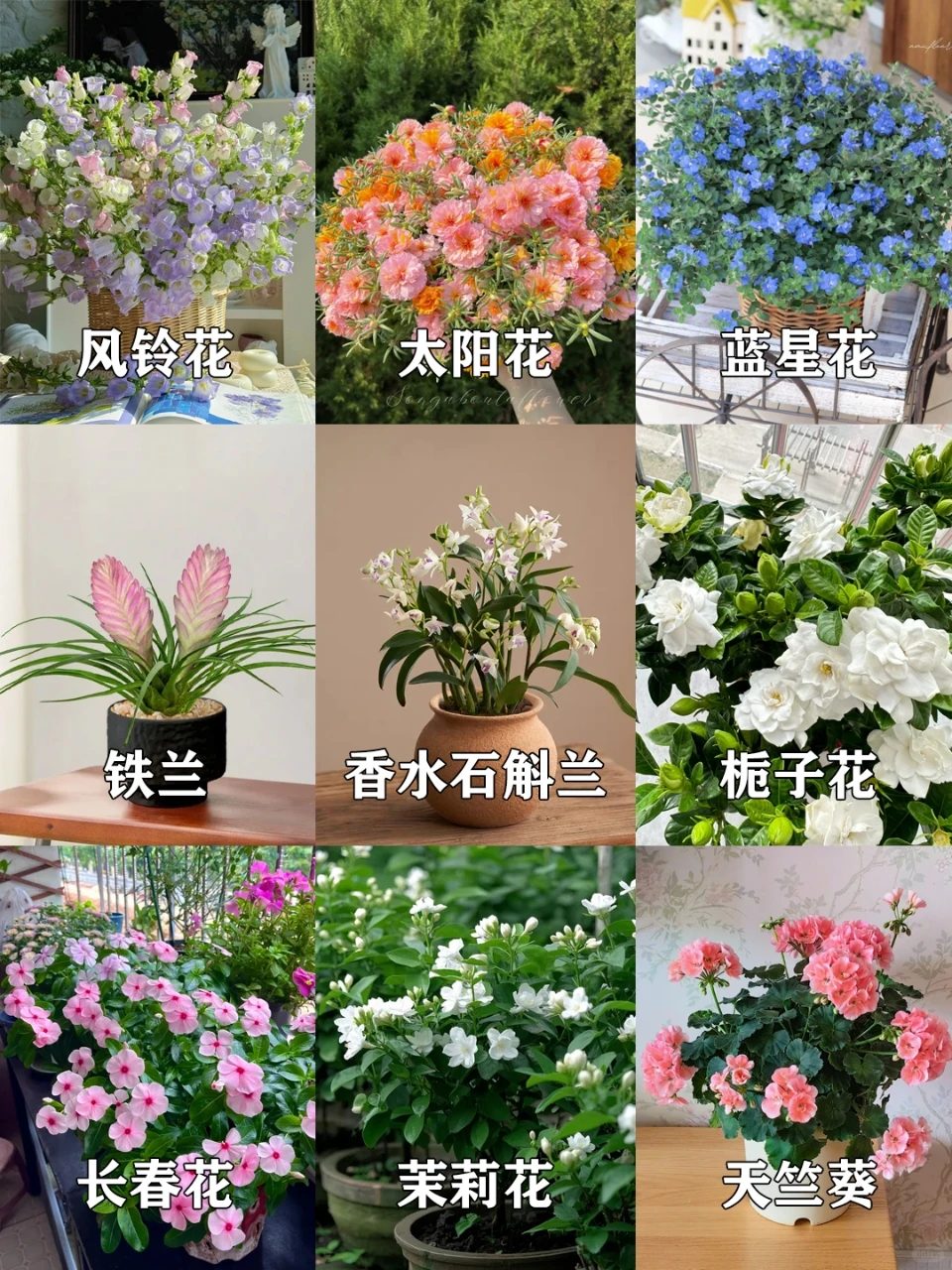 夏日爆花不断的盆栽?新手也能轻松养活?