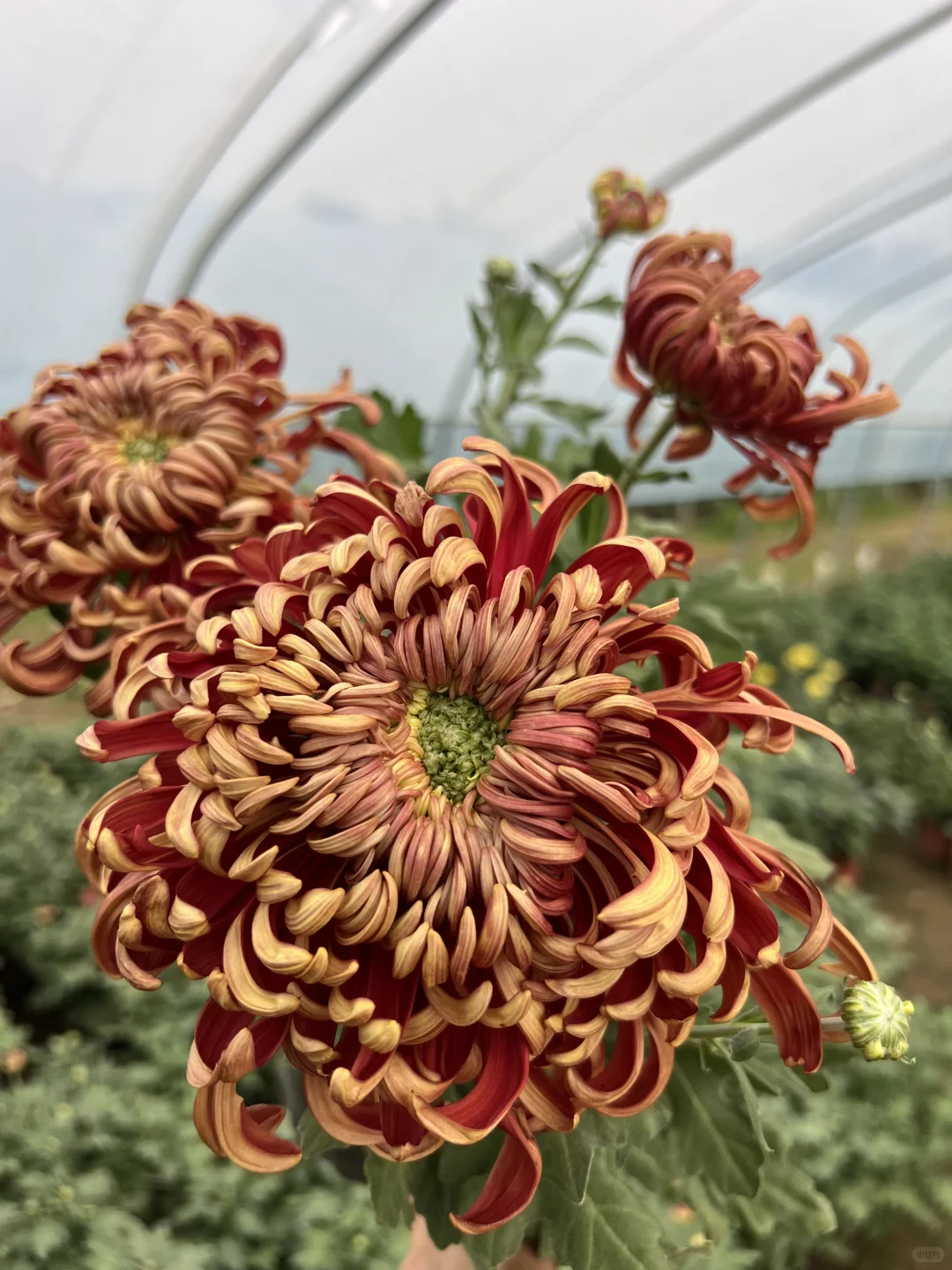 随手一拍的大菊！ 真的好美！