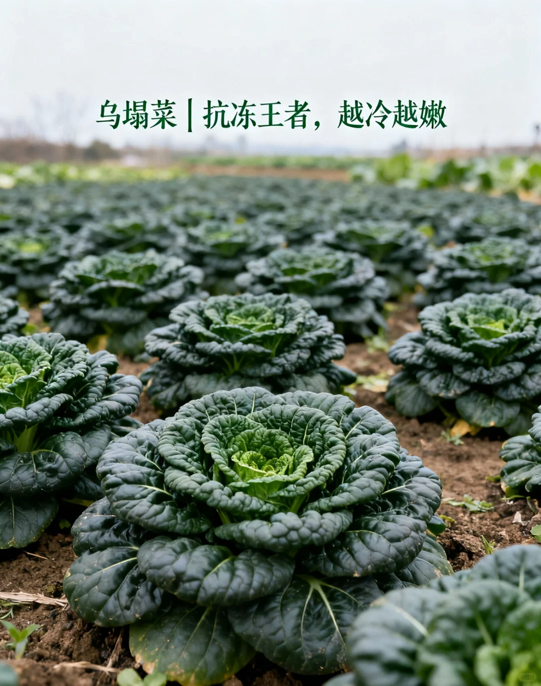 山东11月种菜清单｜14种耐寒菜！新手闭眼冲?