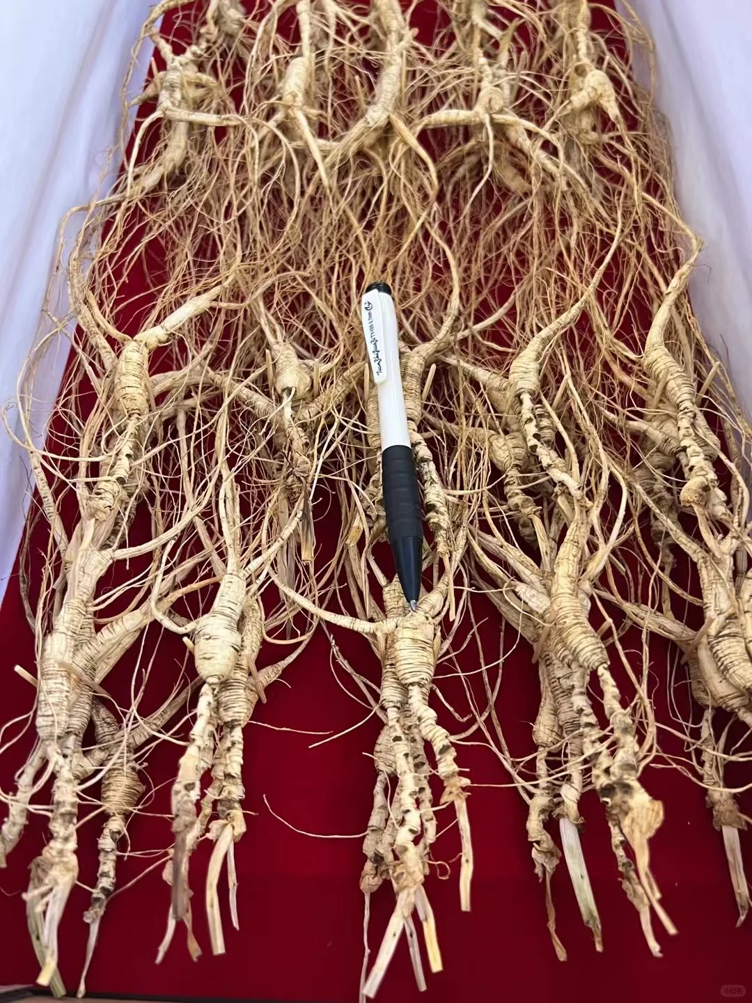 高年头林下籽，一盒100棵1000元