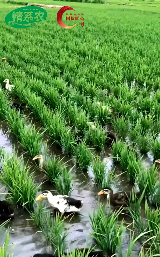 盐碱地变粮仓！情系农与你共见农业奇迹