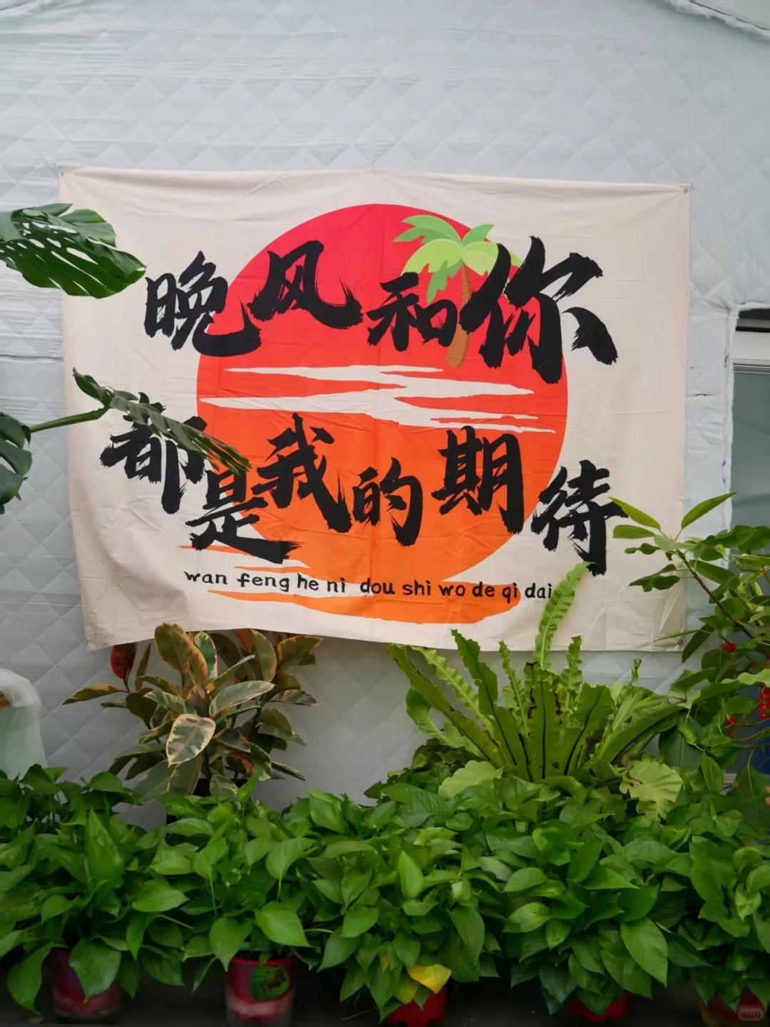 黑五闭眼入的「治愈系绿植」，虹越这波太香了