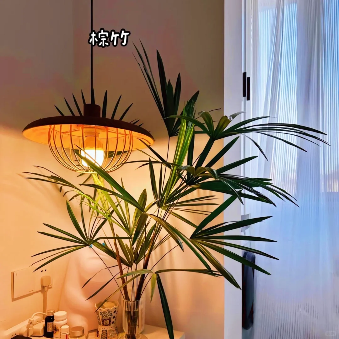 适合室内养的9种高颜值盆栽！！！