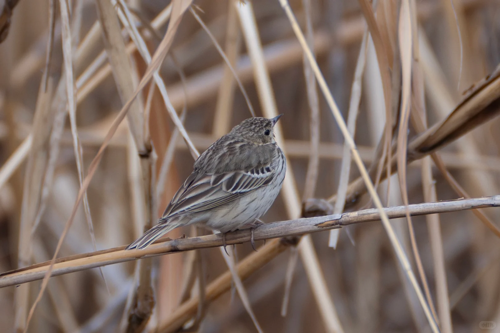 江苏省新记录--林鹨