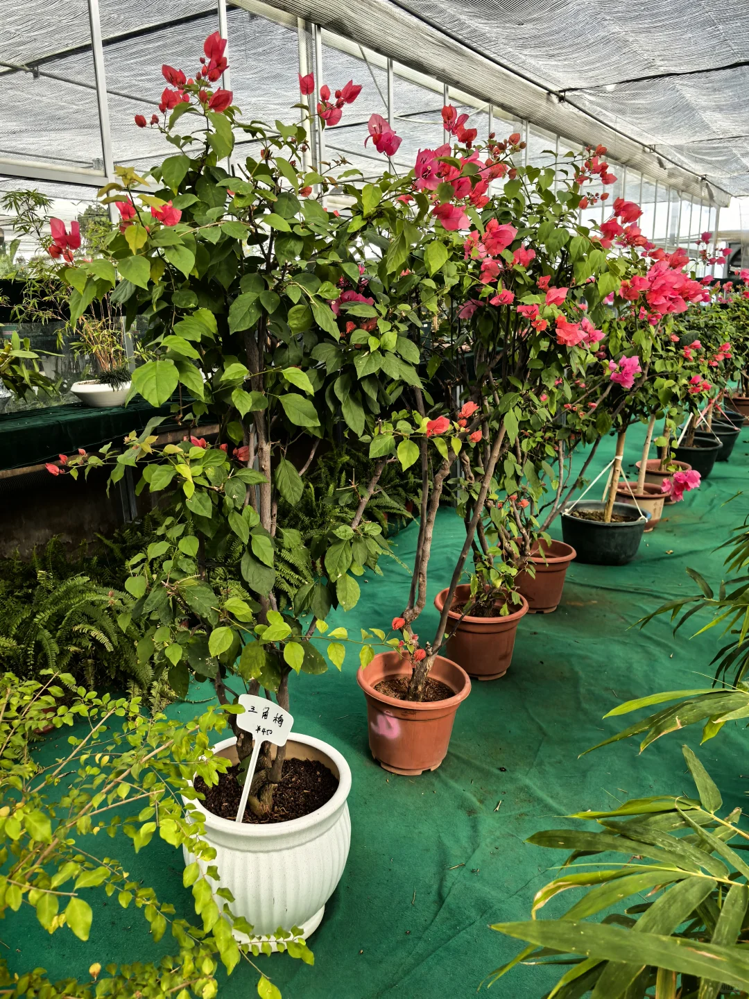 鑫善百园花卉大厅真不错！