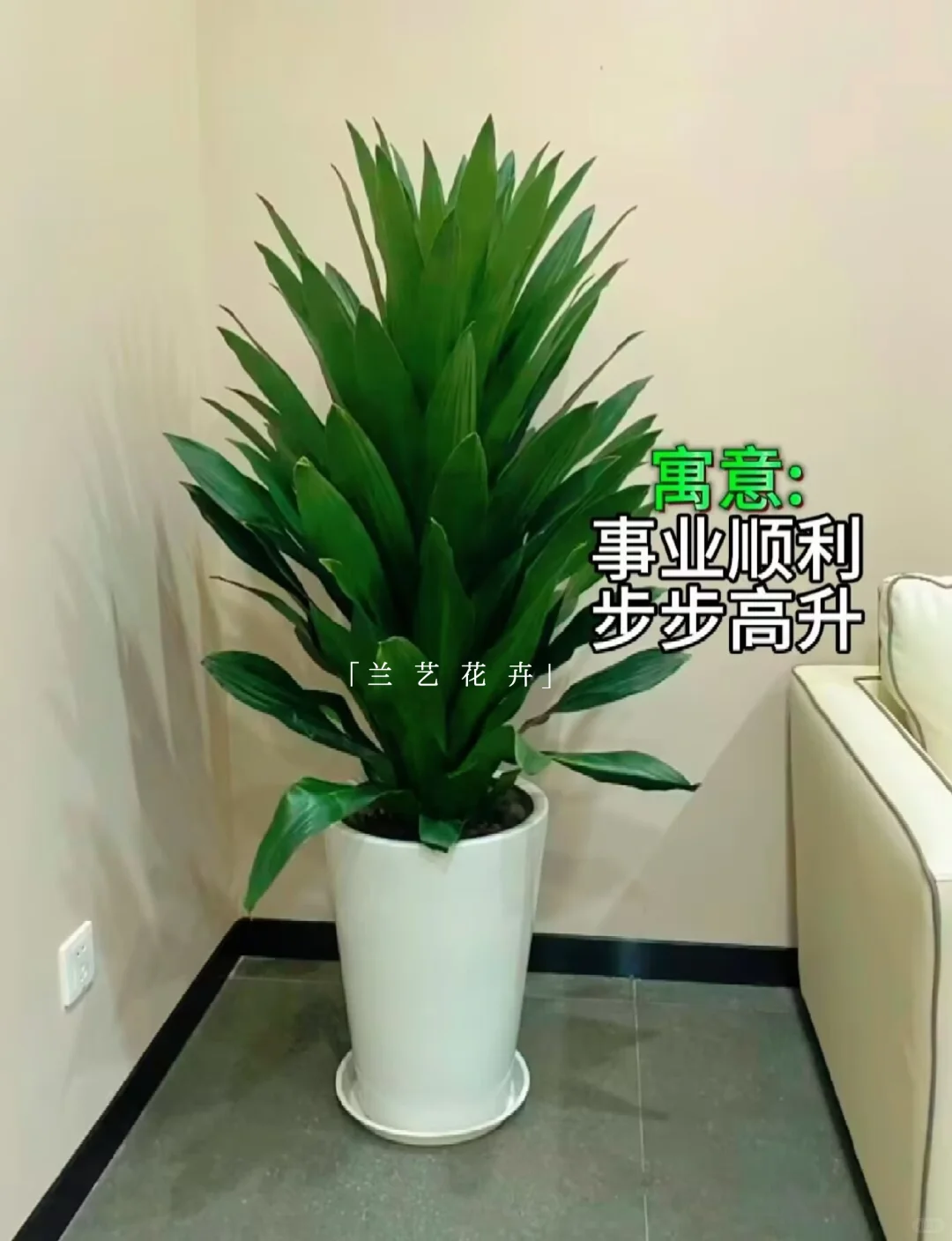 12种办公室大型绿植推荐｜寓意+养护指南