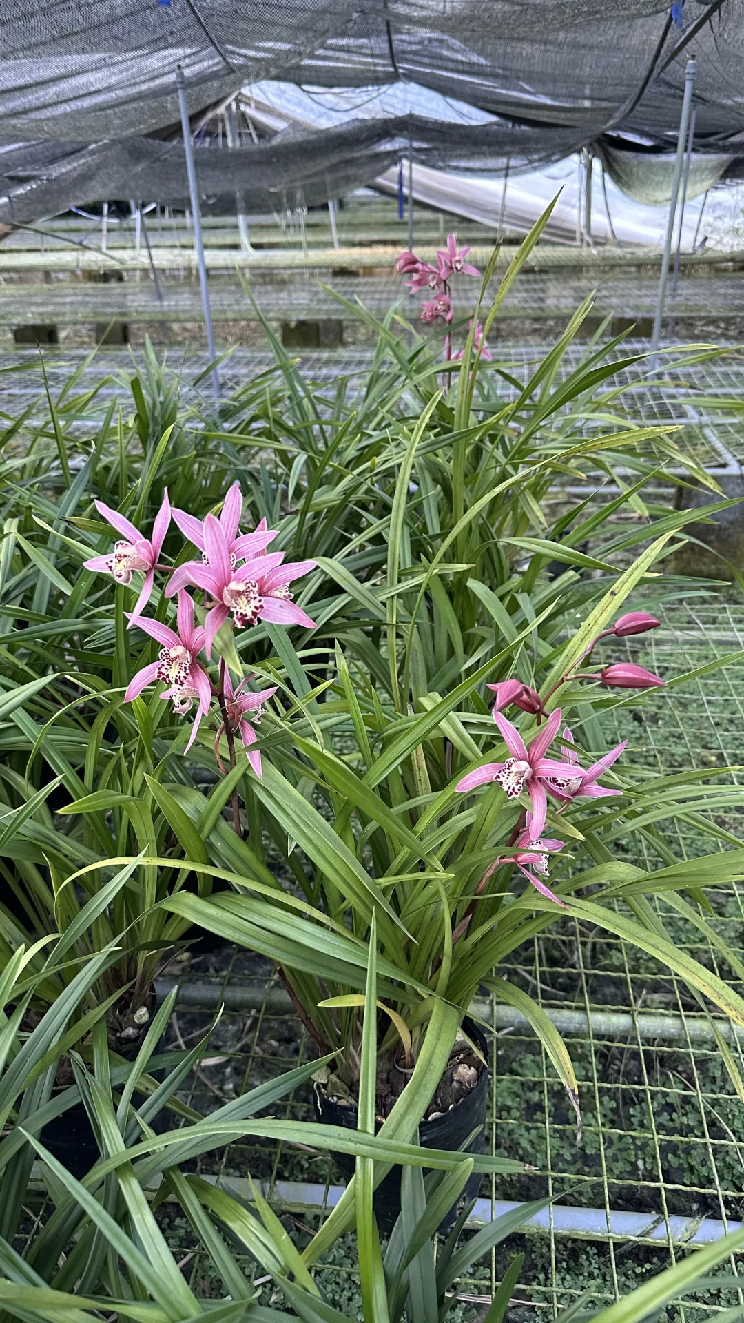 免费送花，有要的联系可邮寄