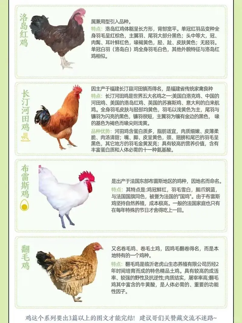 鸡种图鉴三：不止是美味，更是基因库