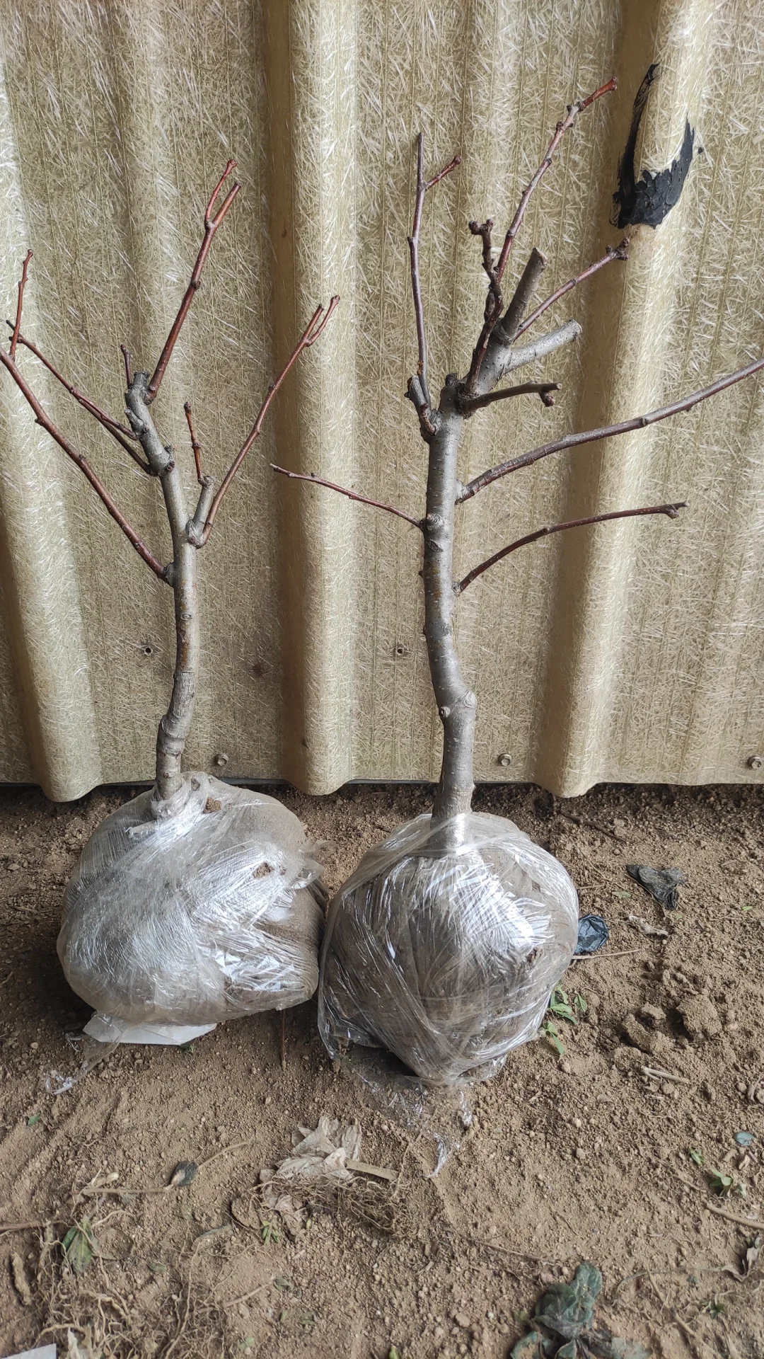 我妈让我发网上，谁买啊