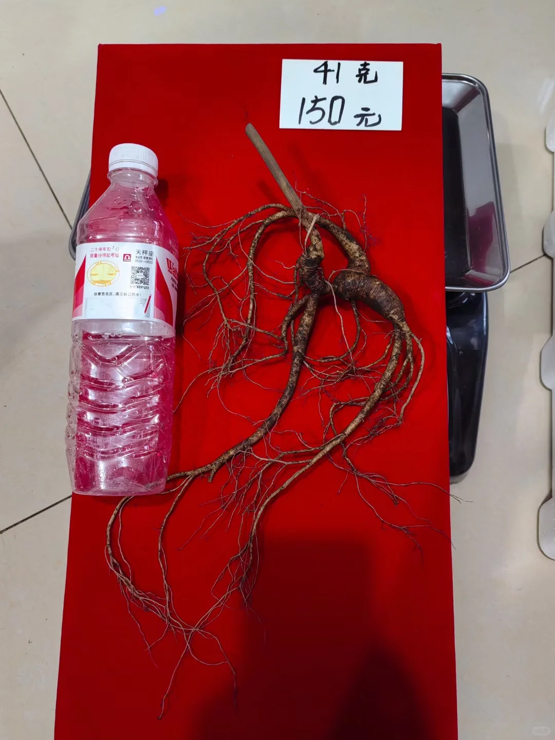 大克重林下籽，须毛好，参形美，泡酒漂亮