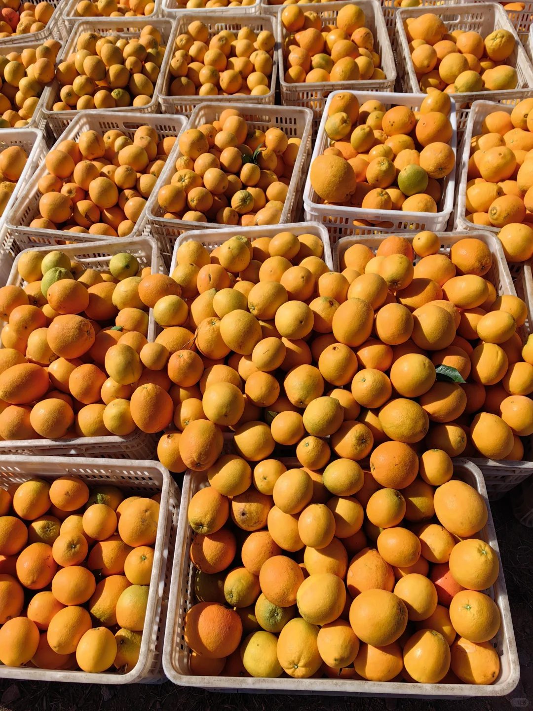 赣南脐橙大丰收，果园直供