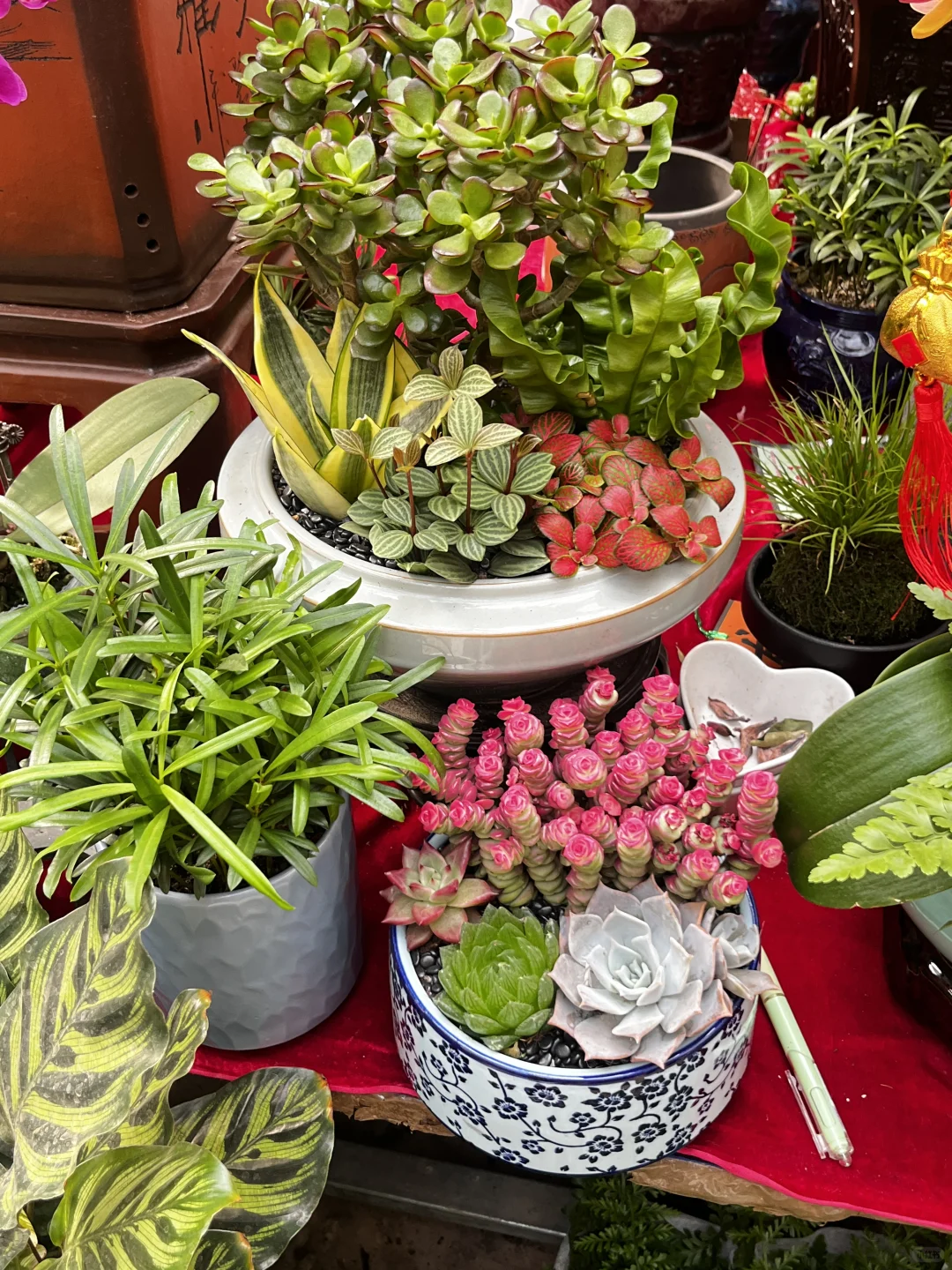 花市，春天最值得去的地方?