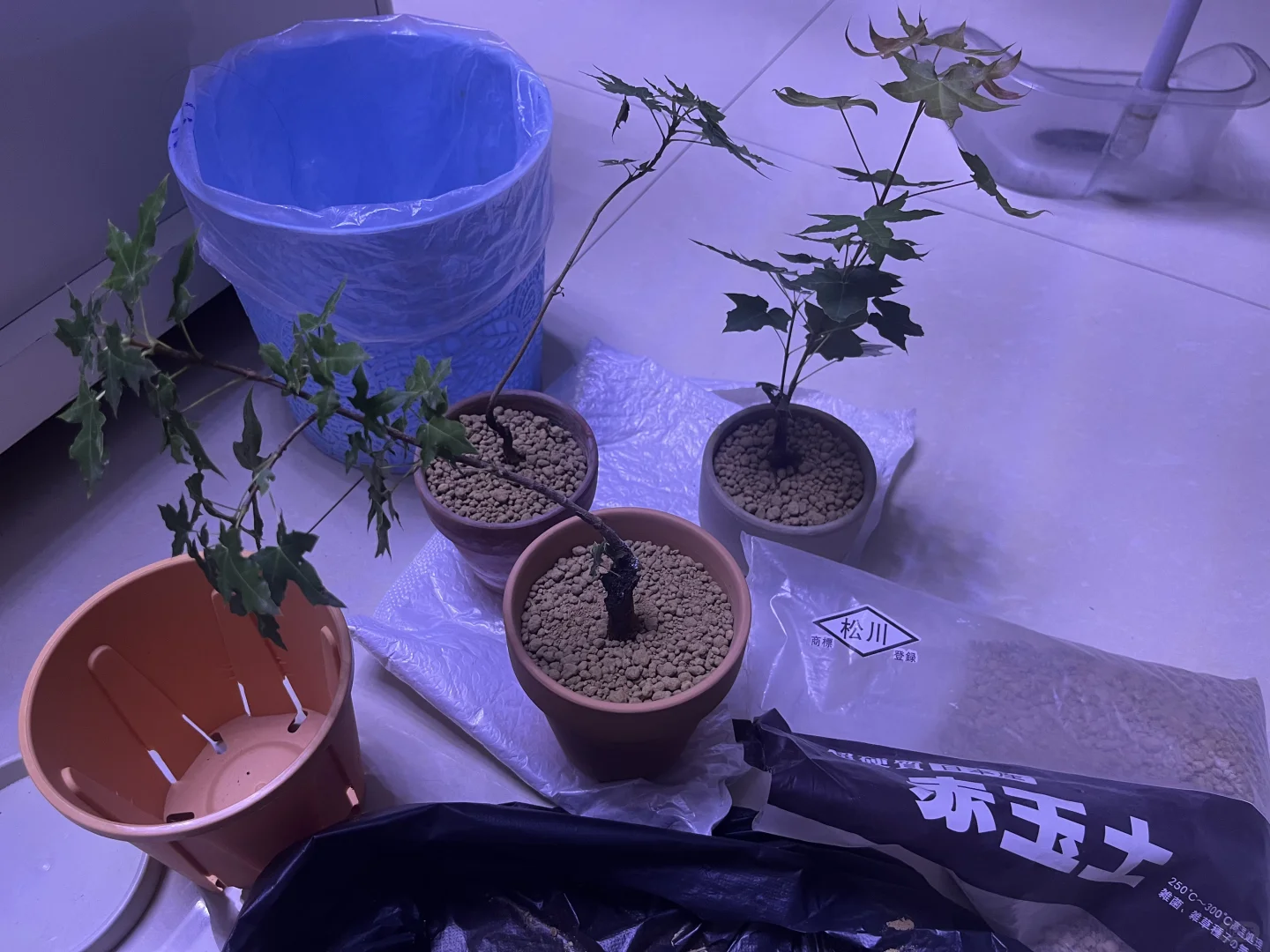 第一次采种枫树苗，一定要顺利长大～