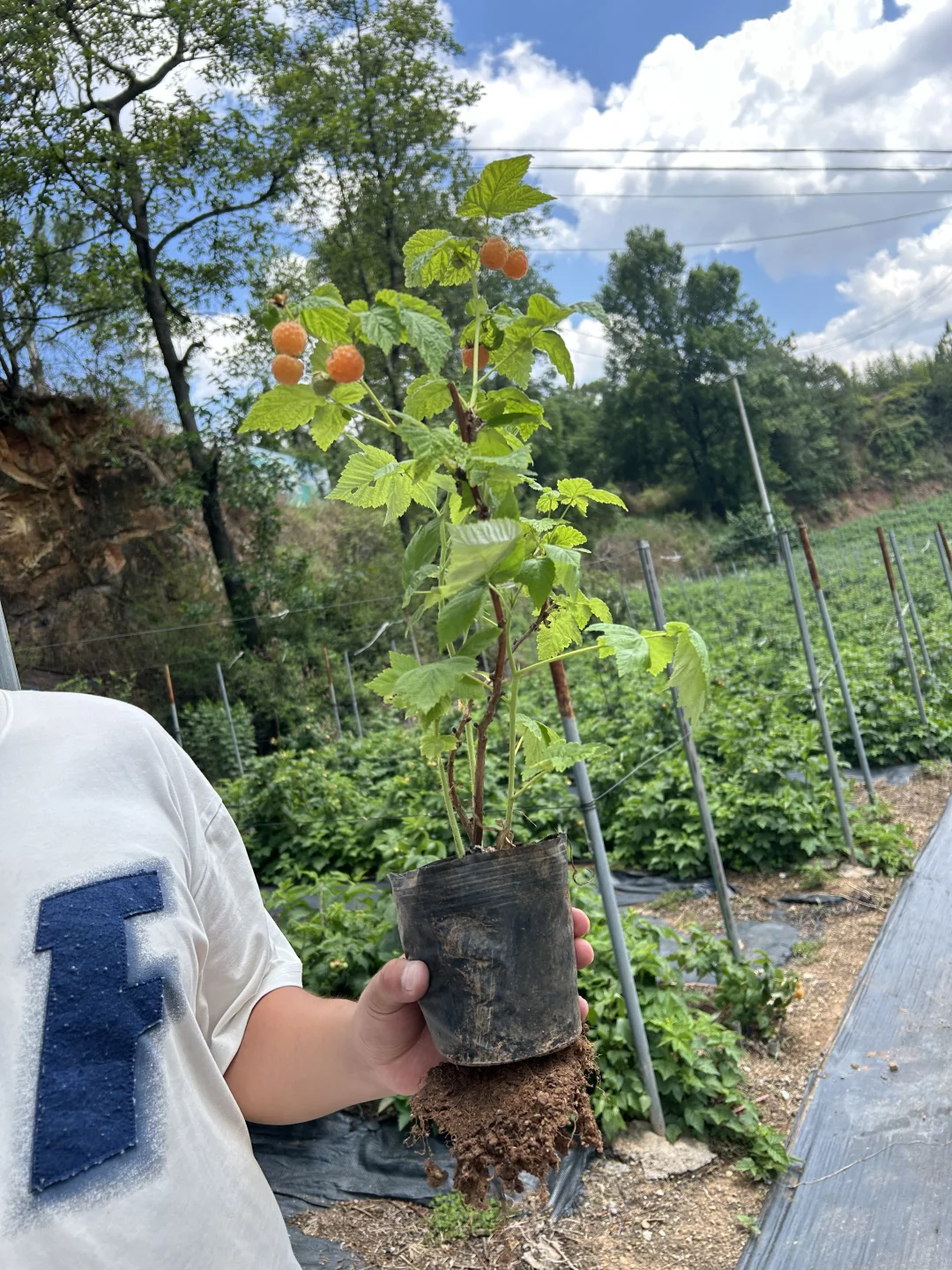 爱吃！男朋友直接给我把树莓苗搬回家说