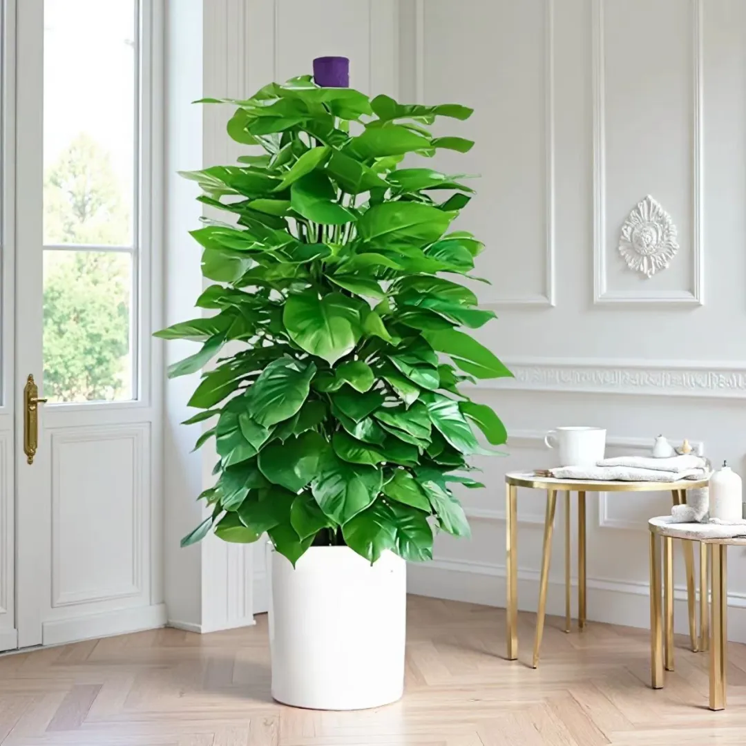 1.5大绿萝柱封神！艺彤花卉真的会挑?