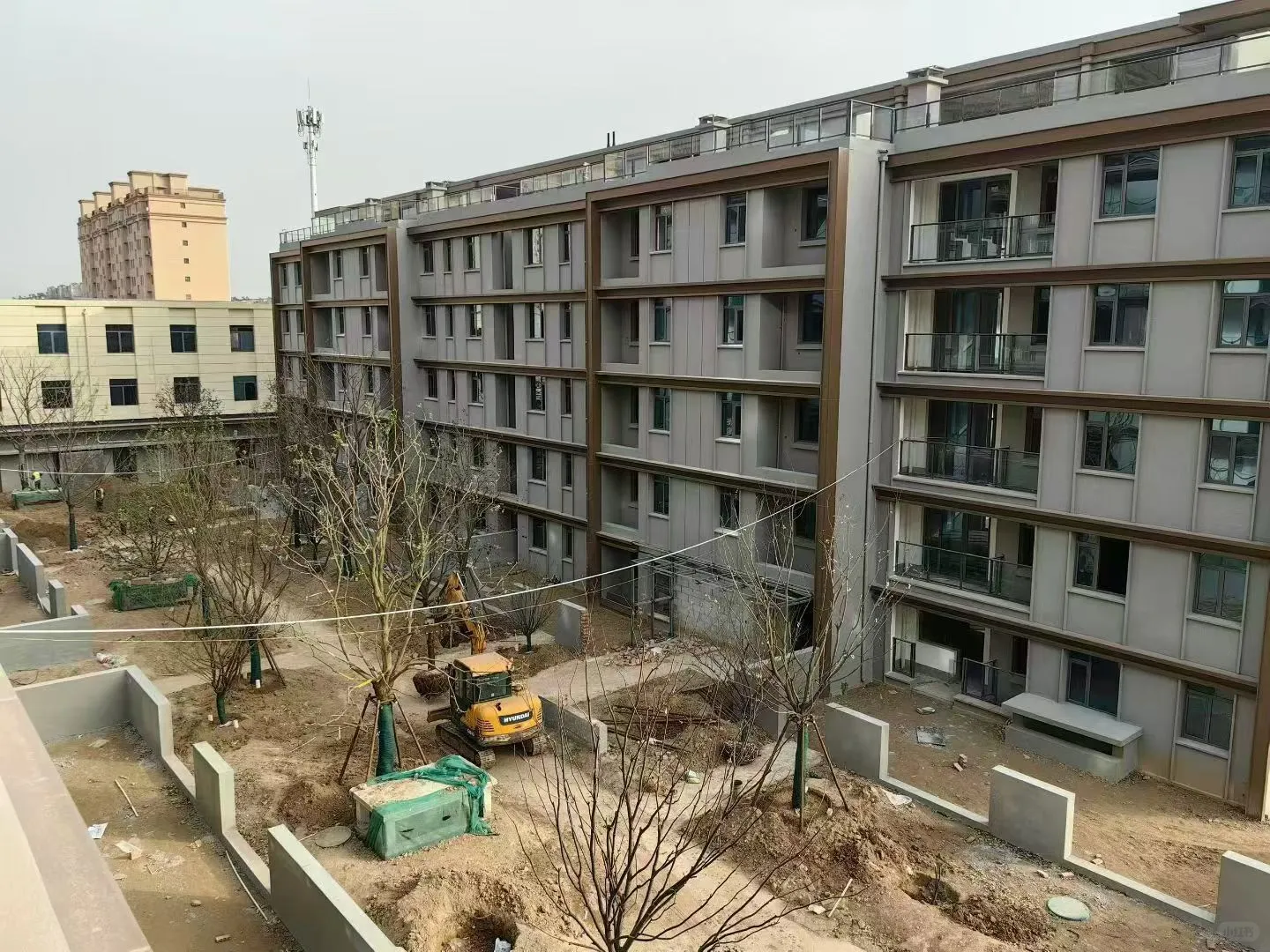 这是种的什么树啊？