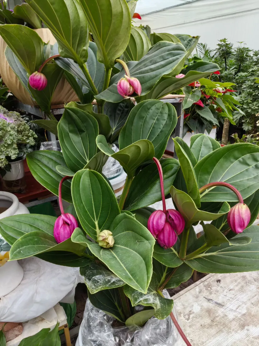 在黄岛属于你们的花卉基地