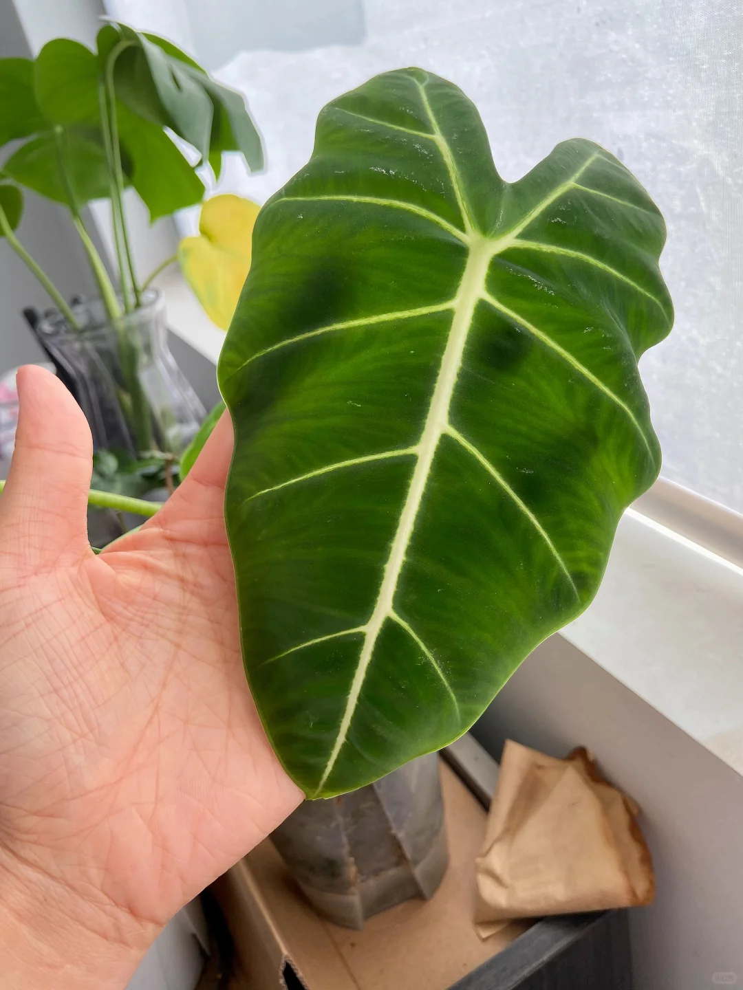 陪我上班的植物