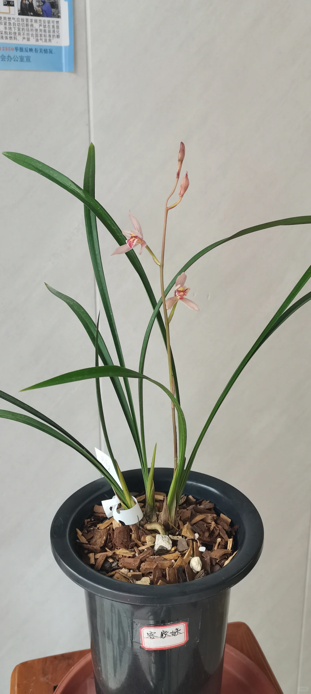 花开盛美，满屋飘香?