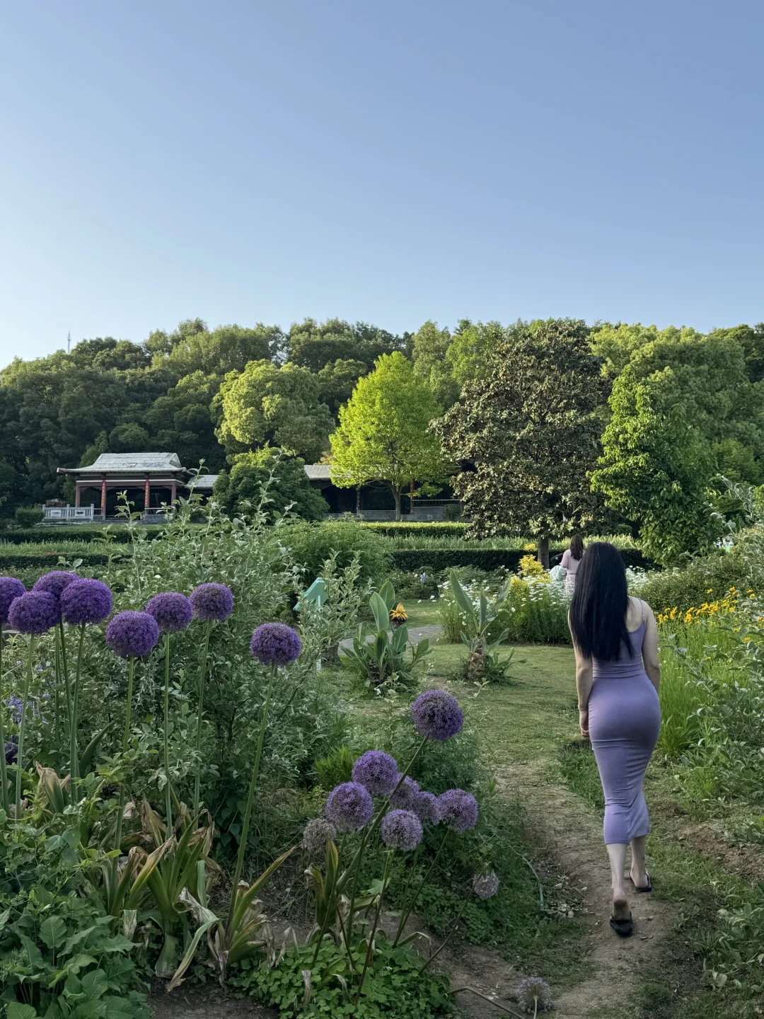 live图｜南京植物园，原来大葱花可以这么美