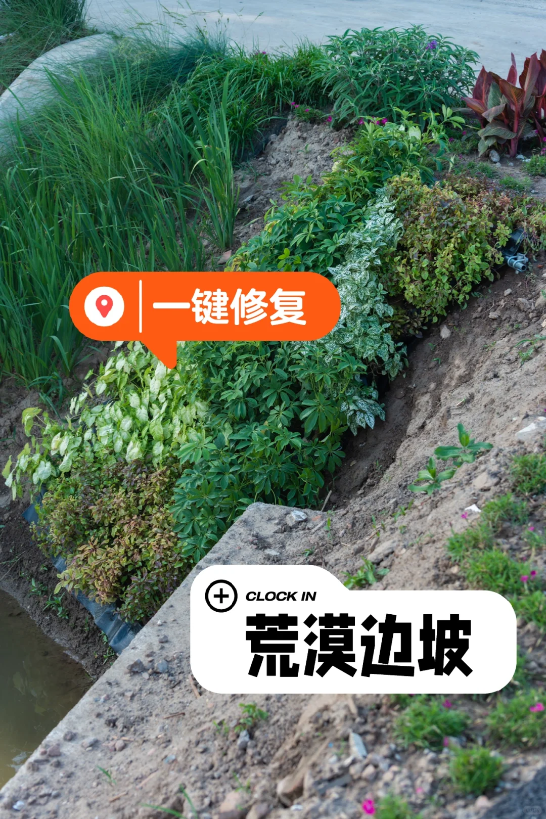 我们在做一种很新的生态修复