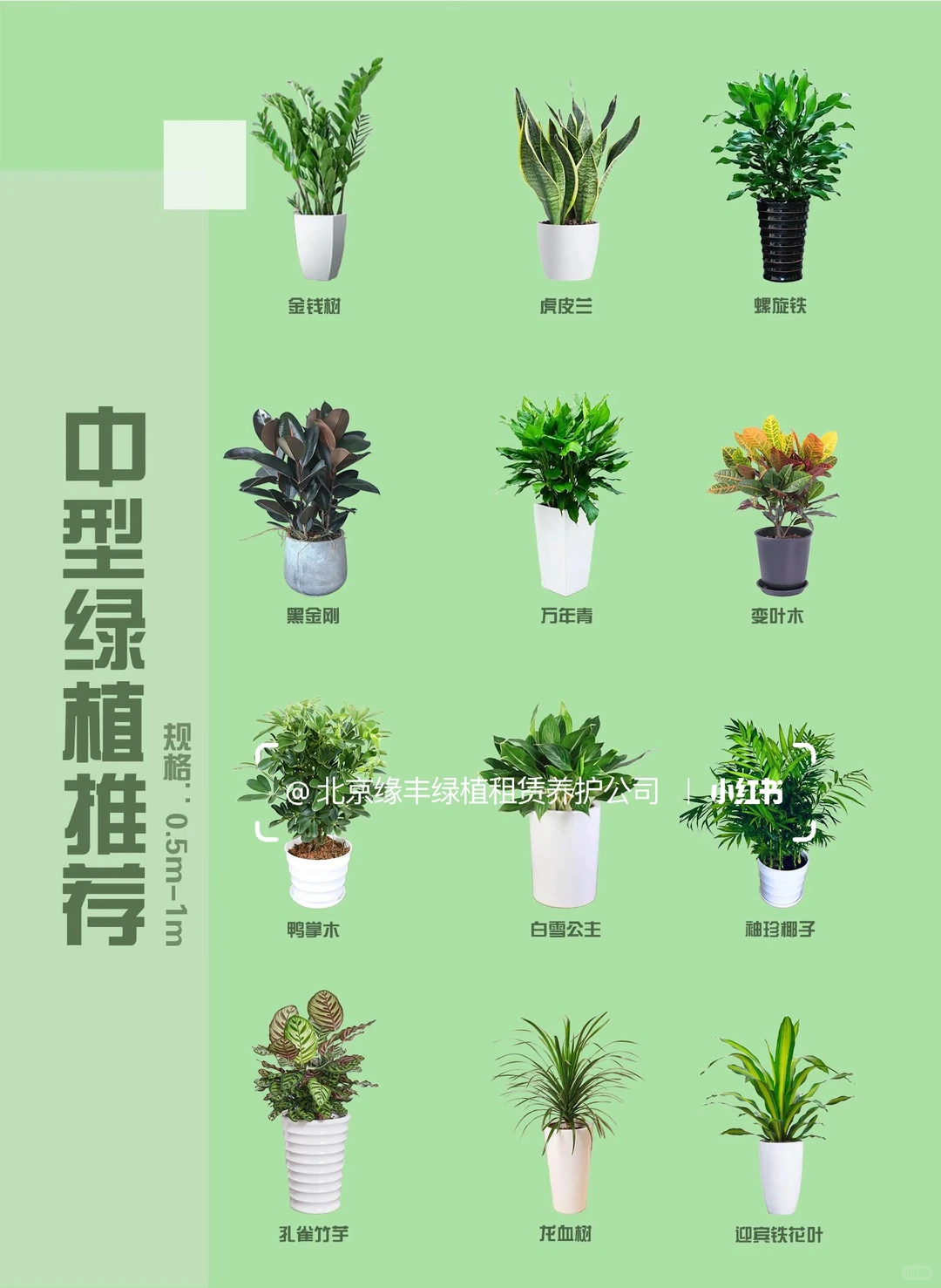 北京｜绿植租赁养护一站式服务｜套餐模式