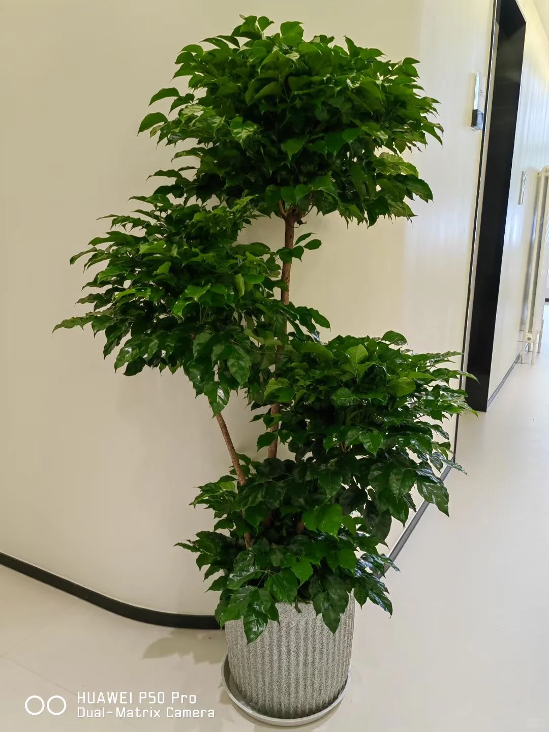 ?神仙办公区高颜值/北京绿植租摆