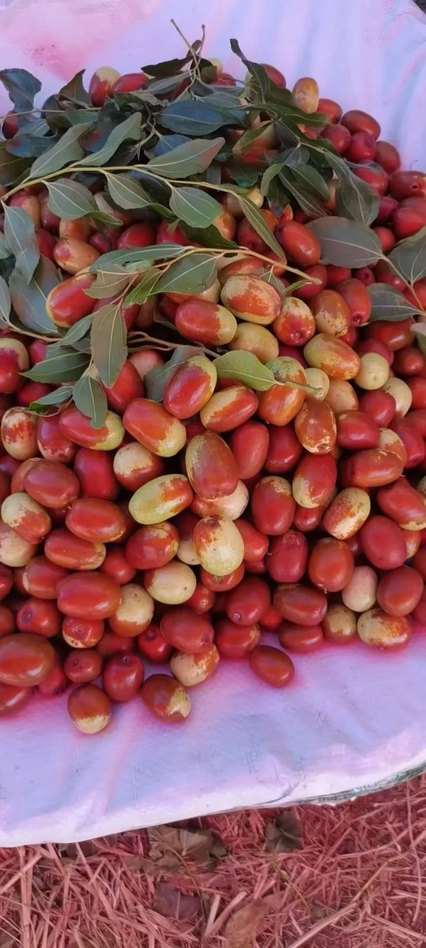 不要再错过啦?这么好吃的大枣