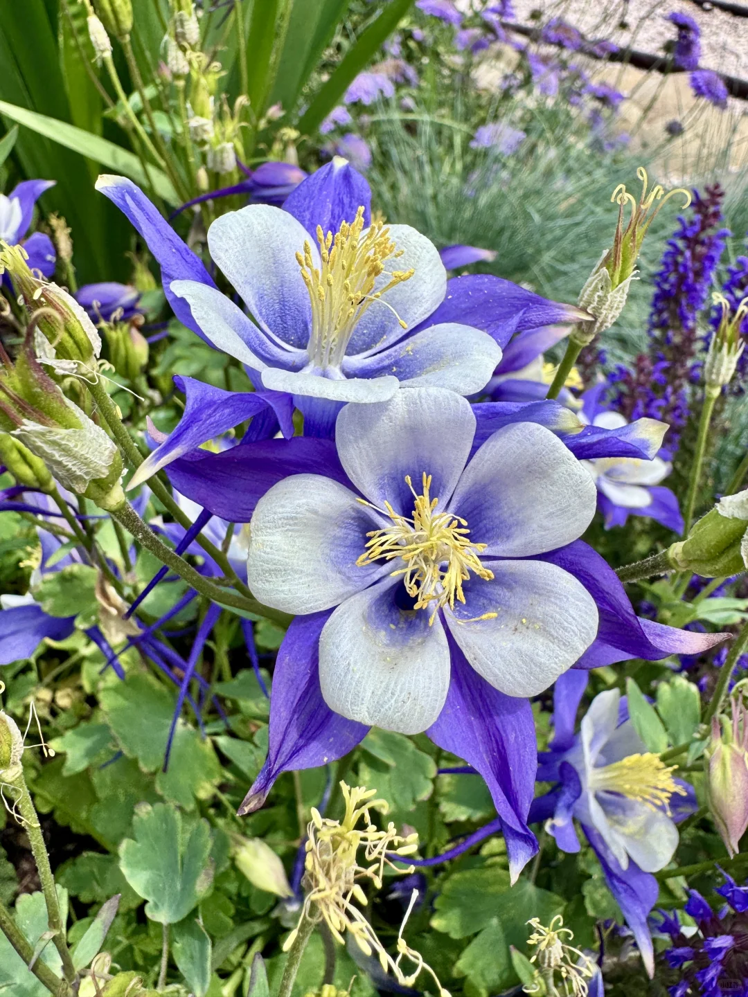 仙气飘飘的耧斗菜