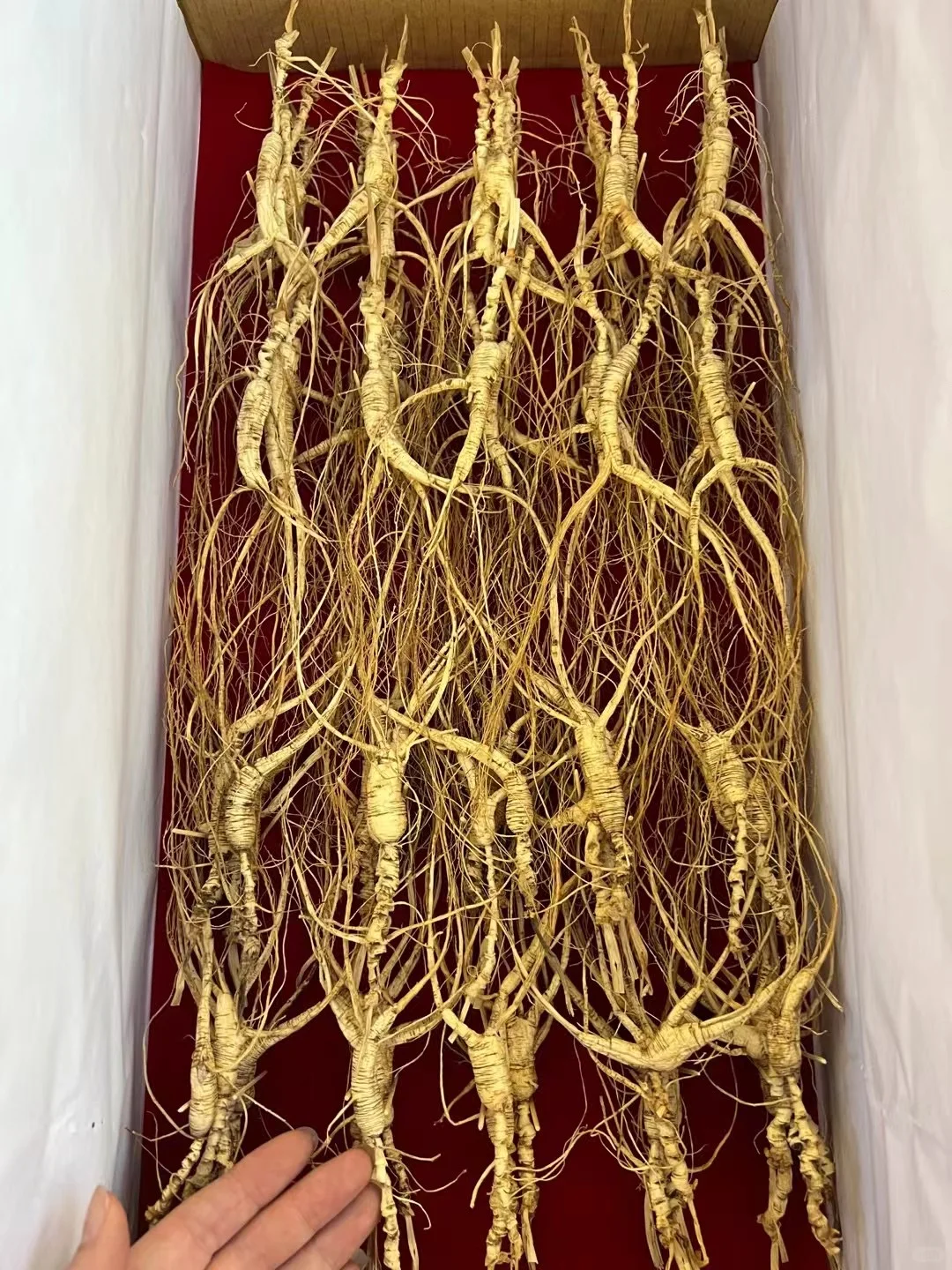 高年头林下籽，一盒100棵1000元