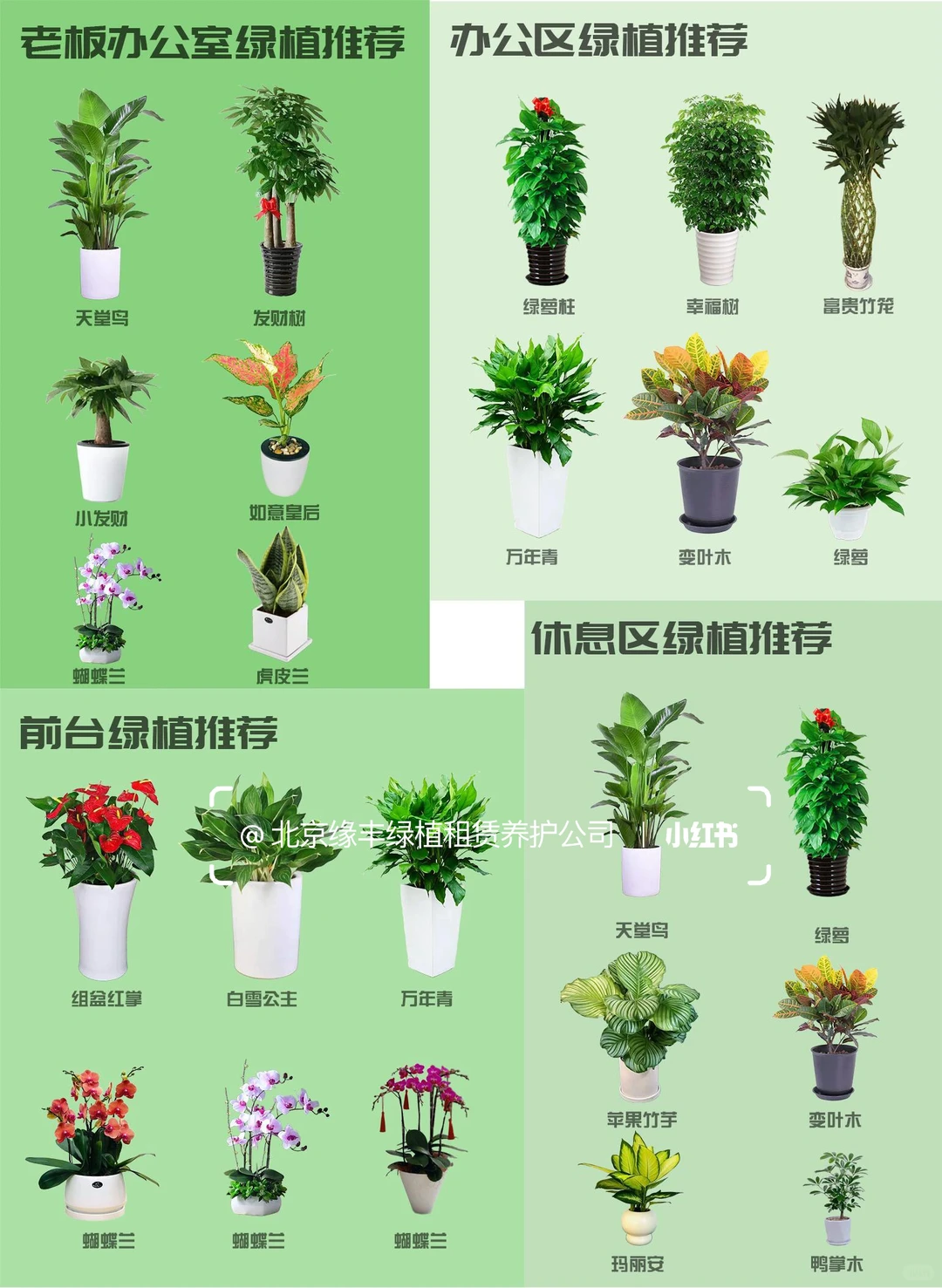 北京｜绿植租赁养护一站式服务｜套餐模式