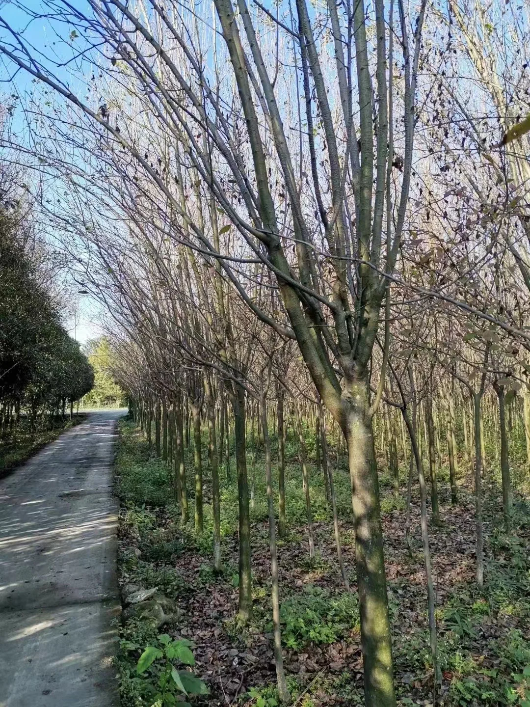 我爸让我把这些树卖出去?