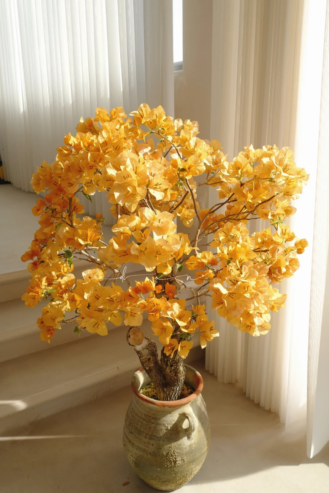 我家的花呀..金灿灿..