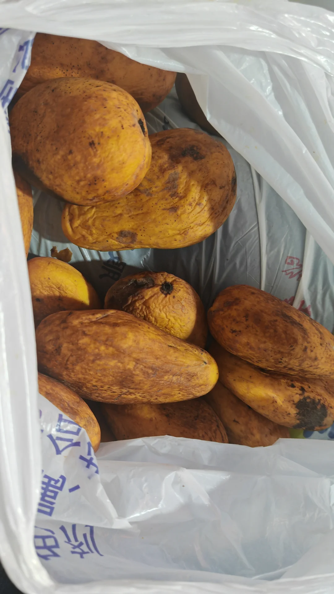 令人震惊，竟然这样处理旧果，坏果！？