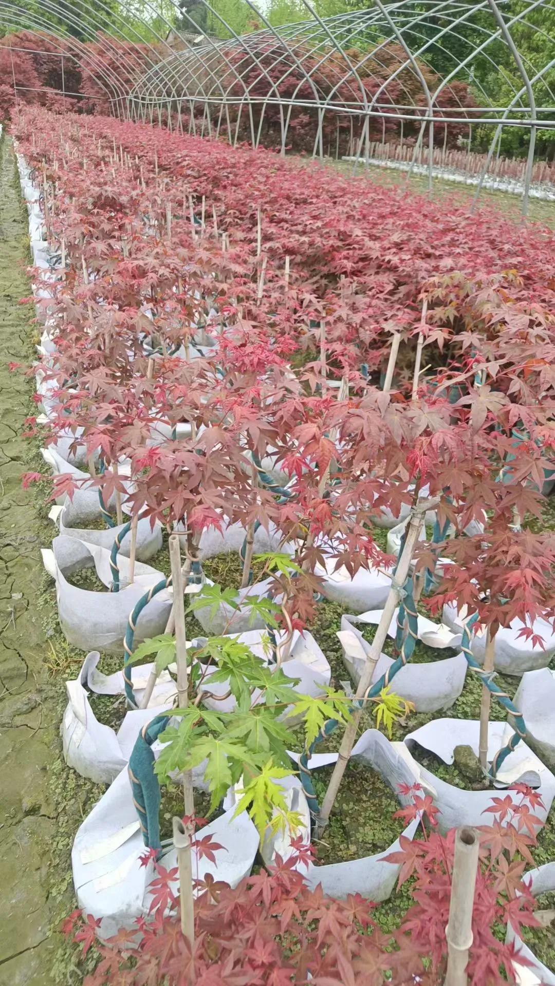 想送红枫，有人想养吗？