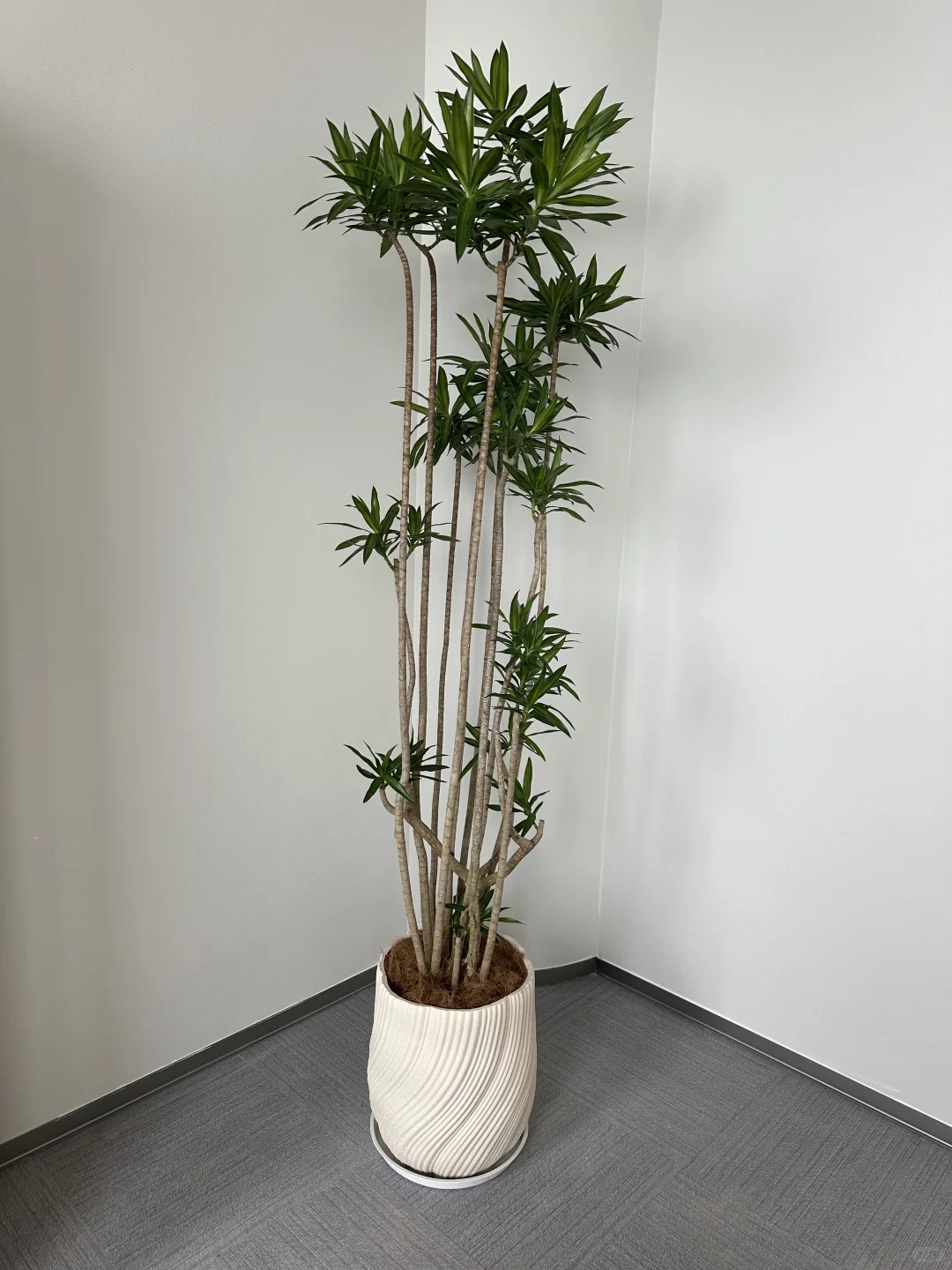 深圳绿植租赁批发，可上门设计出方案。