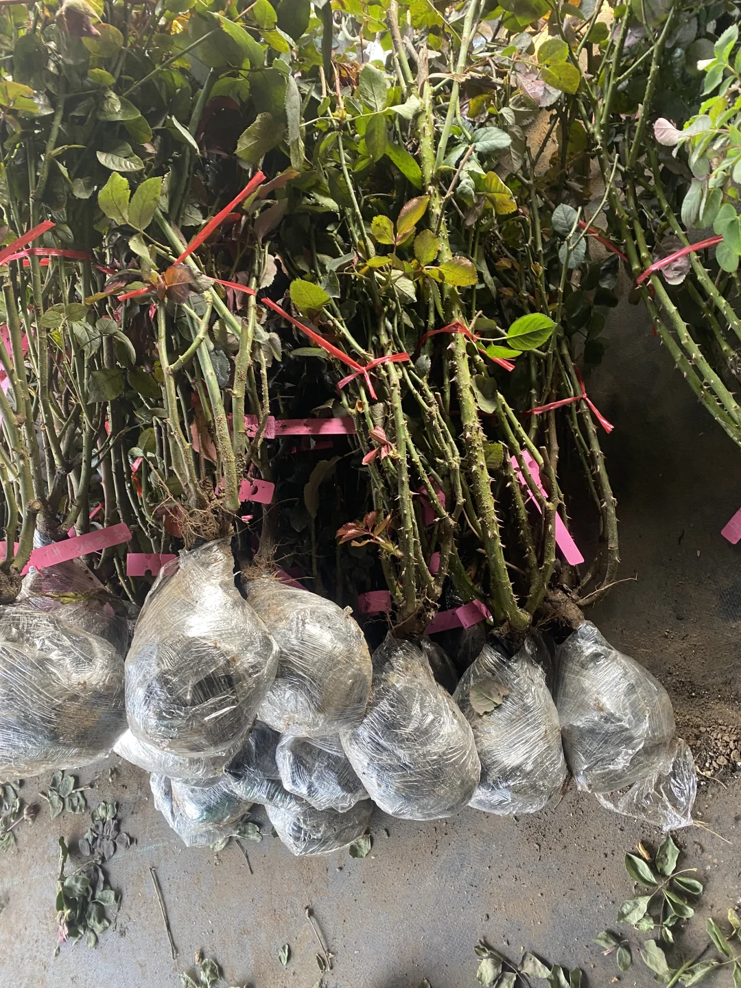 25年的第一批地栽大苗土球发货，今天发出