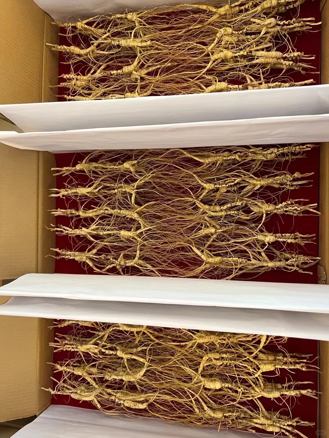 高年头林下籽，一盒100棵1000元