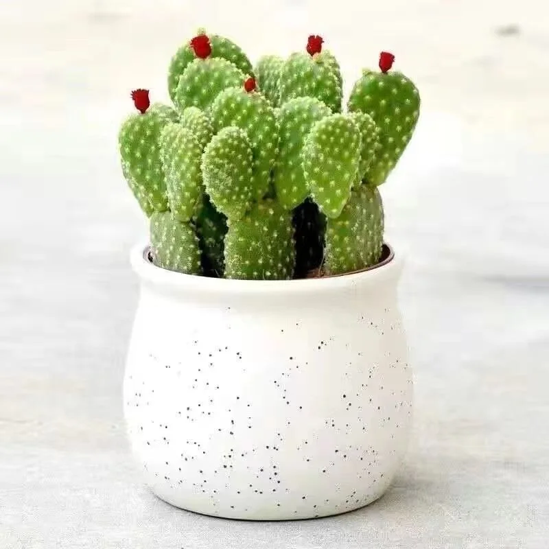 ?开花聚财山仙人掌桌面盆栽?