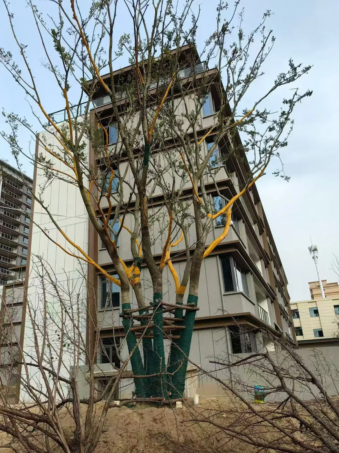 这是种的什么树啊？