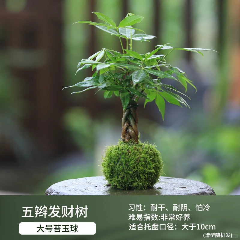 盆栽花卉组合，一镜到底～