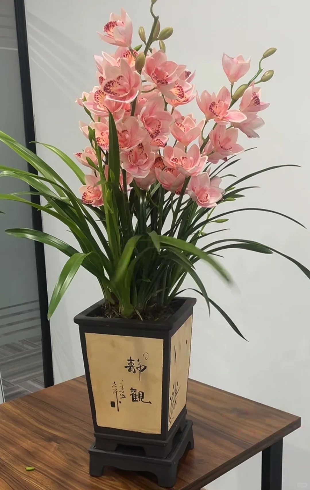 自己养的太漂亮了