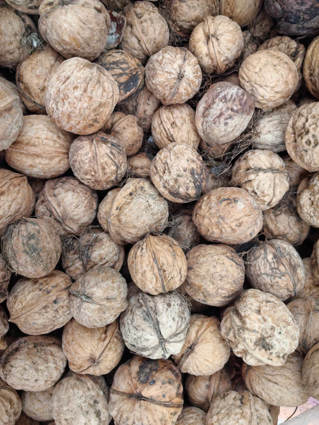 土核桃能加工成什么产品