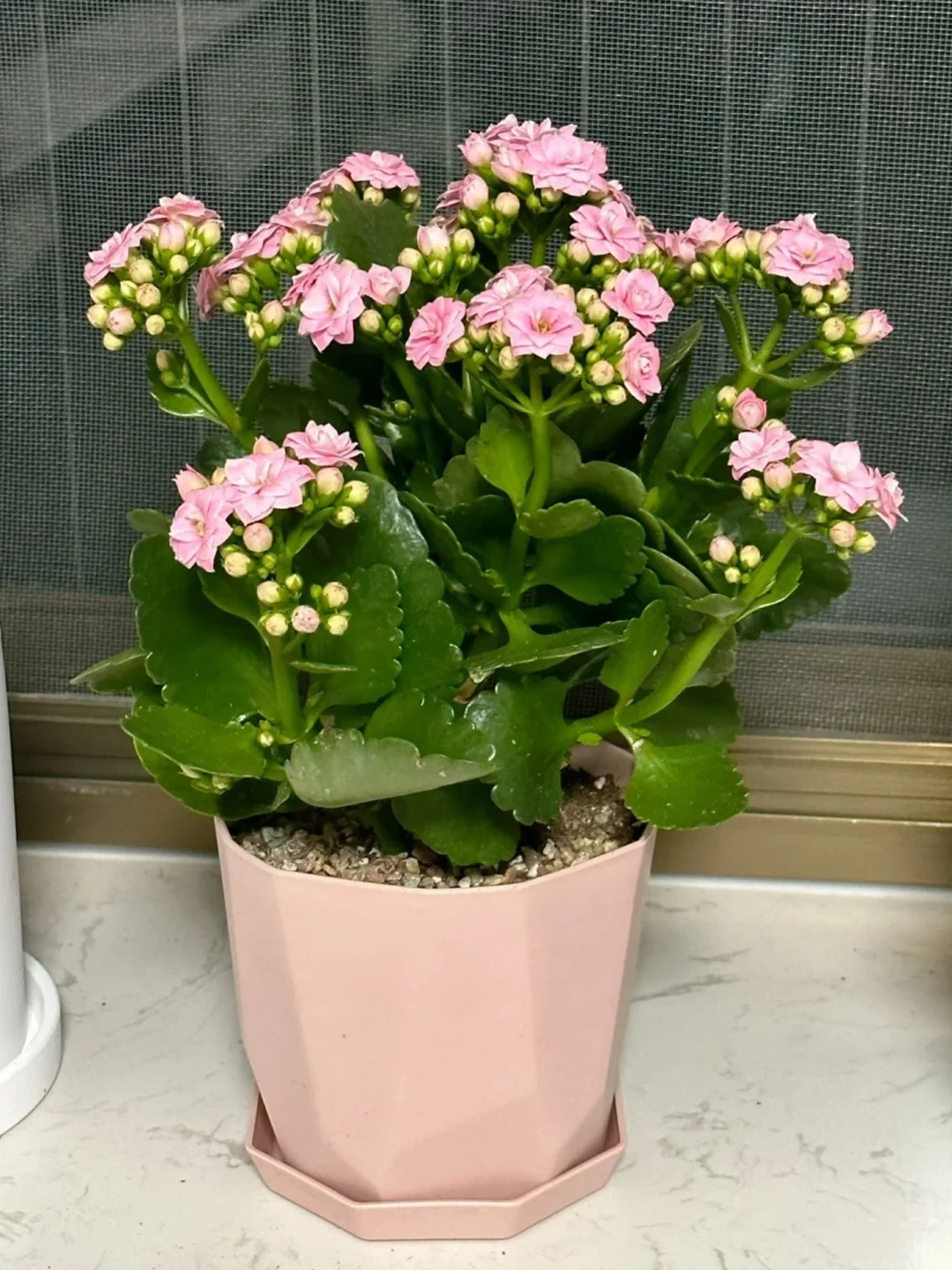 家里养花｜观花盆栽