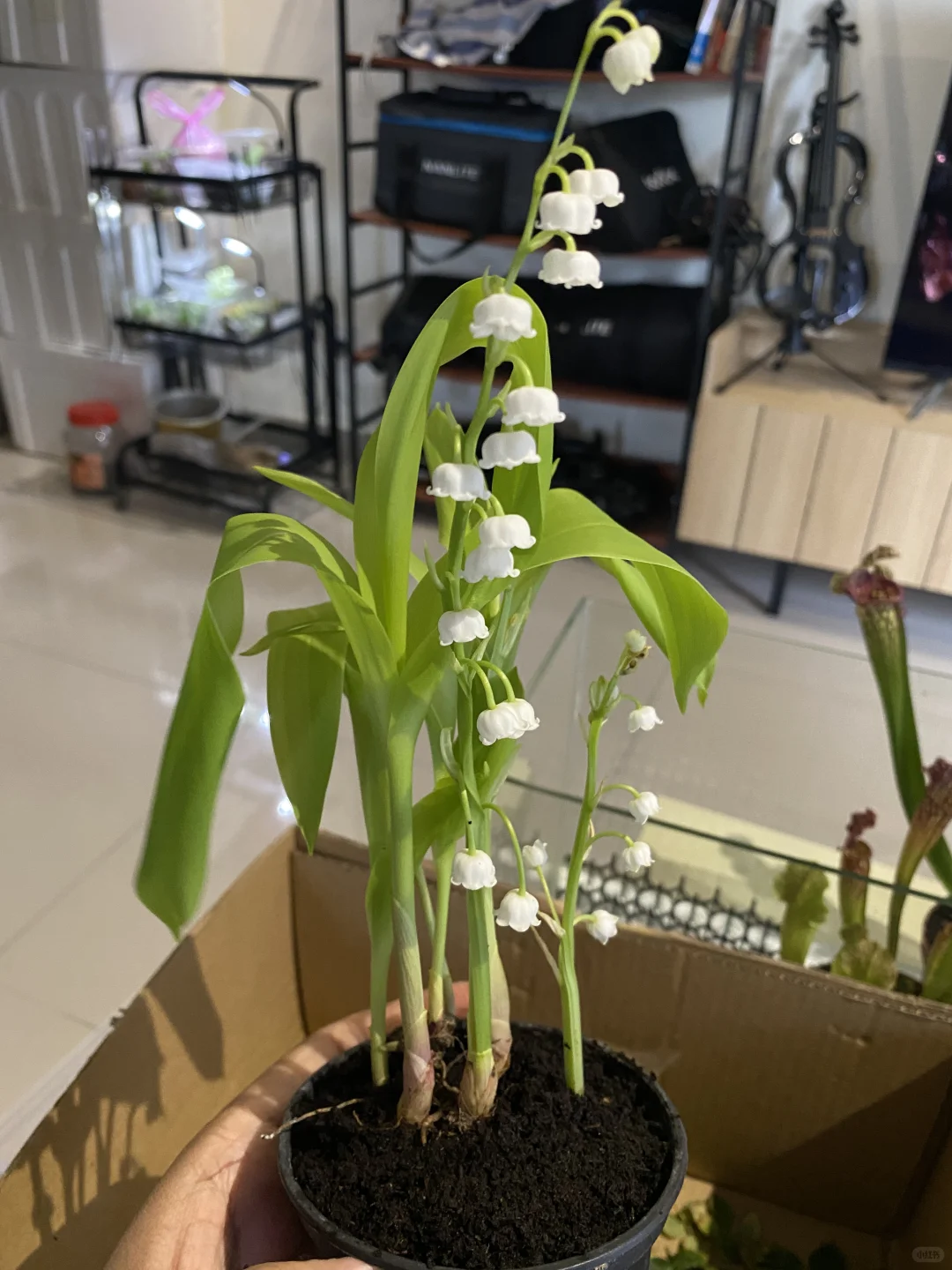 ??鈴蘭終於買到了_請教大神熱帶養護技巧