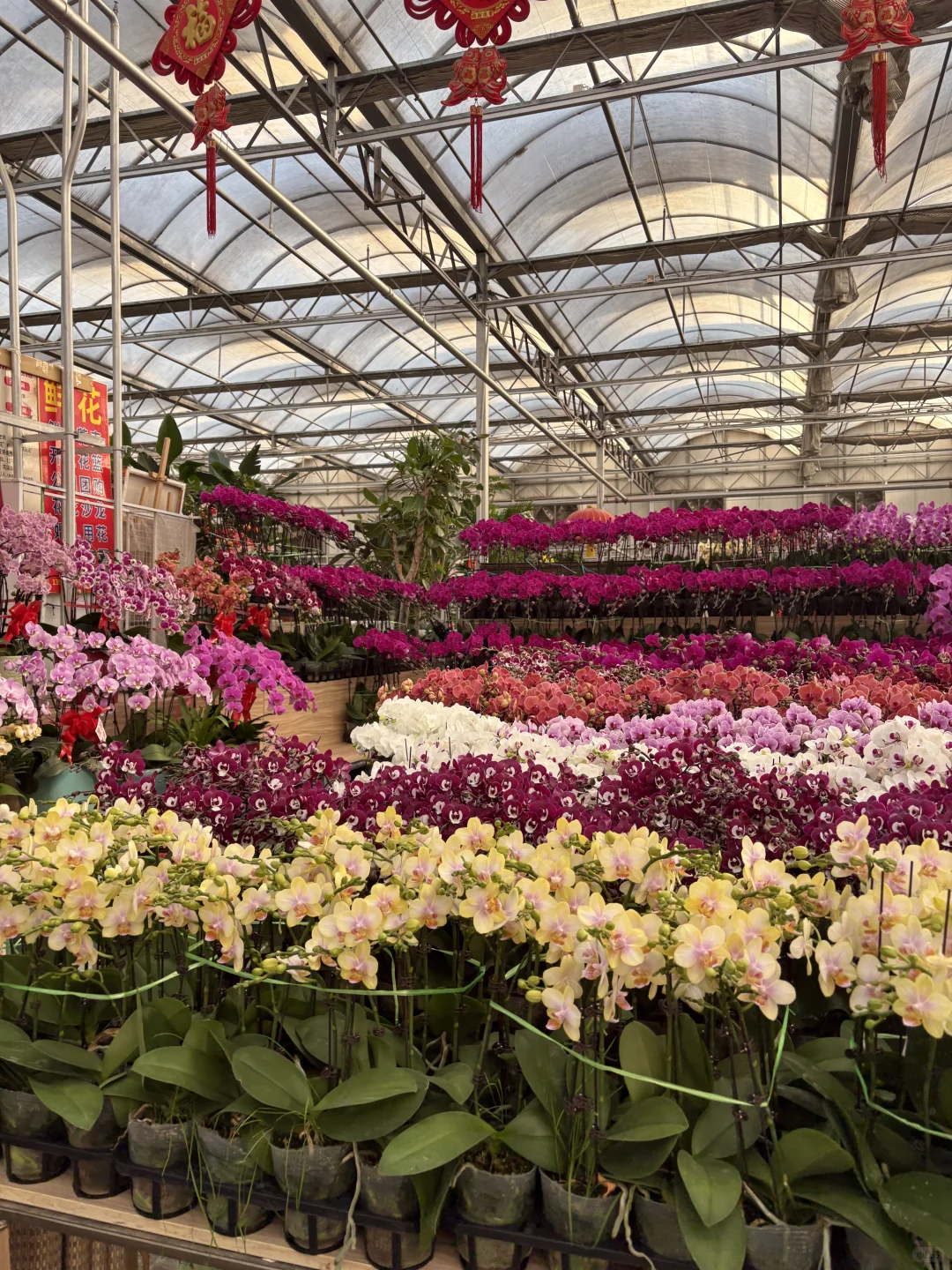 带小狗去四环花卉市场逛逛